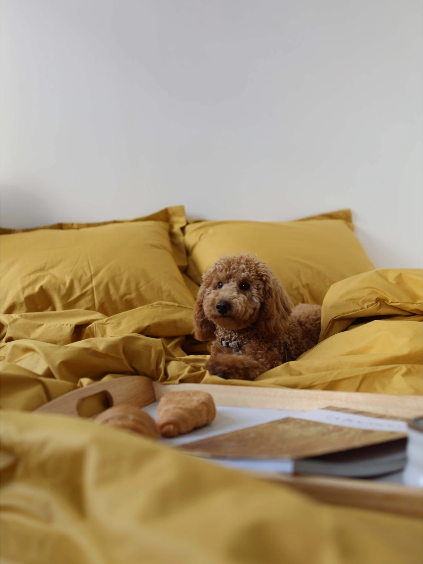 Комплект постільної білизни з тканини Ранфорс колір Медовий BedclozZzes модель 3946 Комплект постільної білизни з тканини Ранфорс колір Медовий BedclozZzes модель 3946 Фото