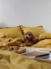 Комплект постільної білизни з тканини Ранфорс колір Медовий BedclozZzes модель 3946 Фото