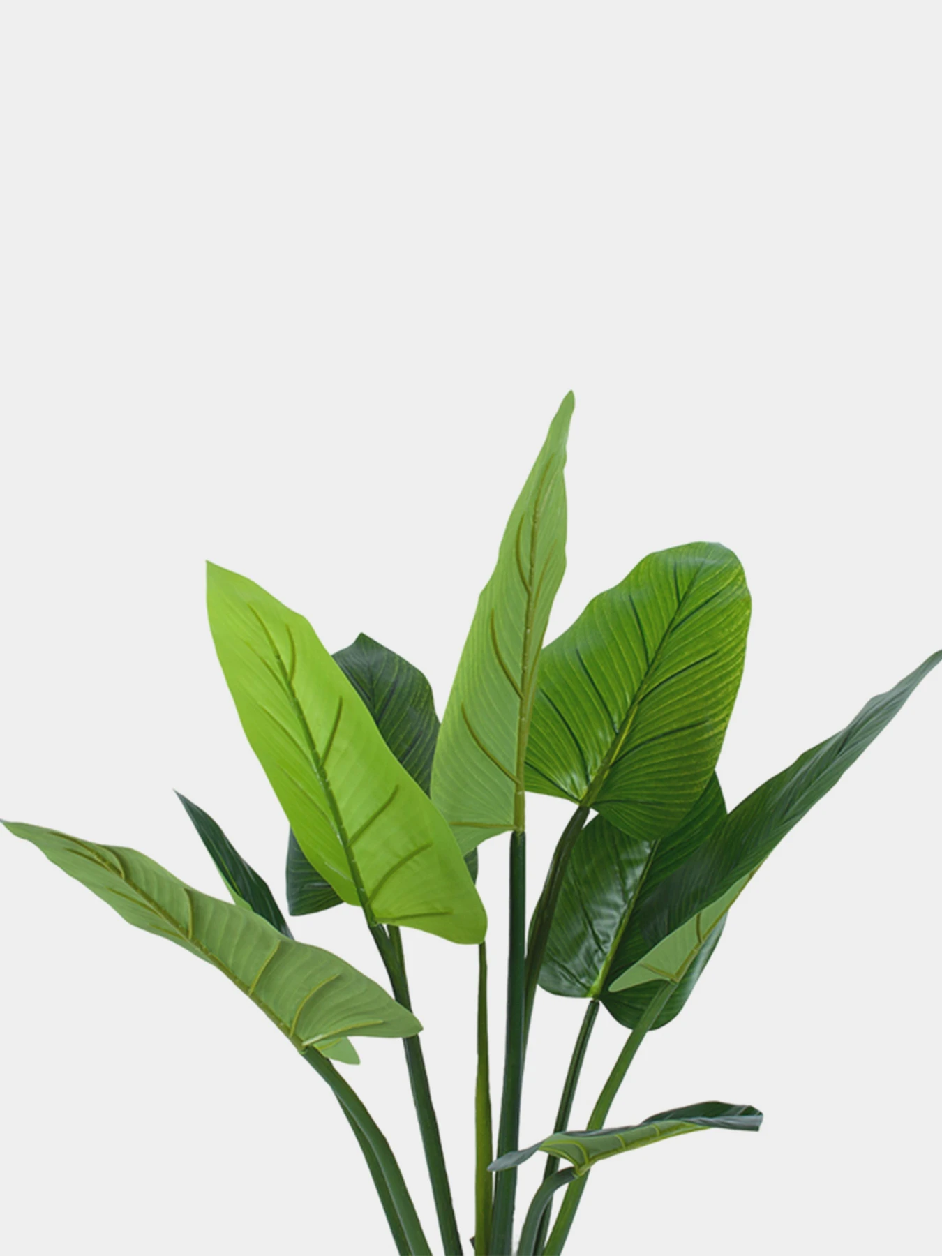 Искусственное растение "Philodendron" Engard модель TW-38 Искусственное растение "Philodendron" Engard модель TW-38 Фото