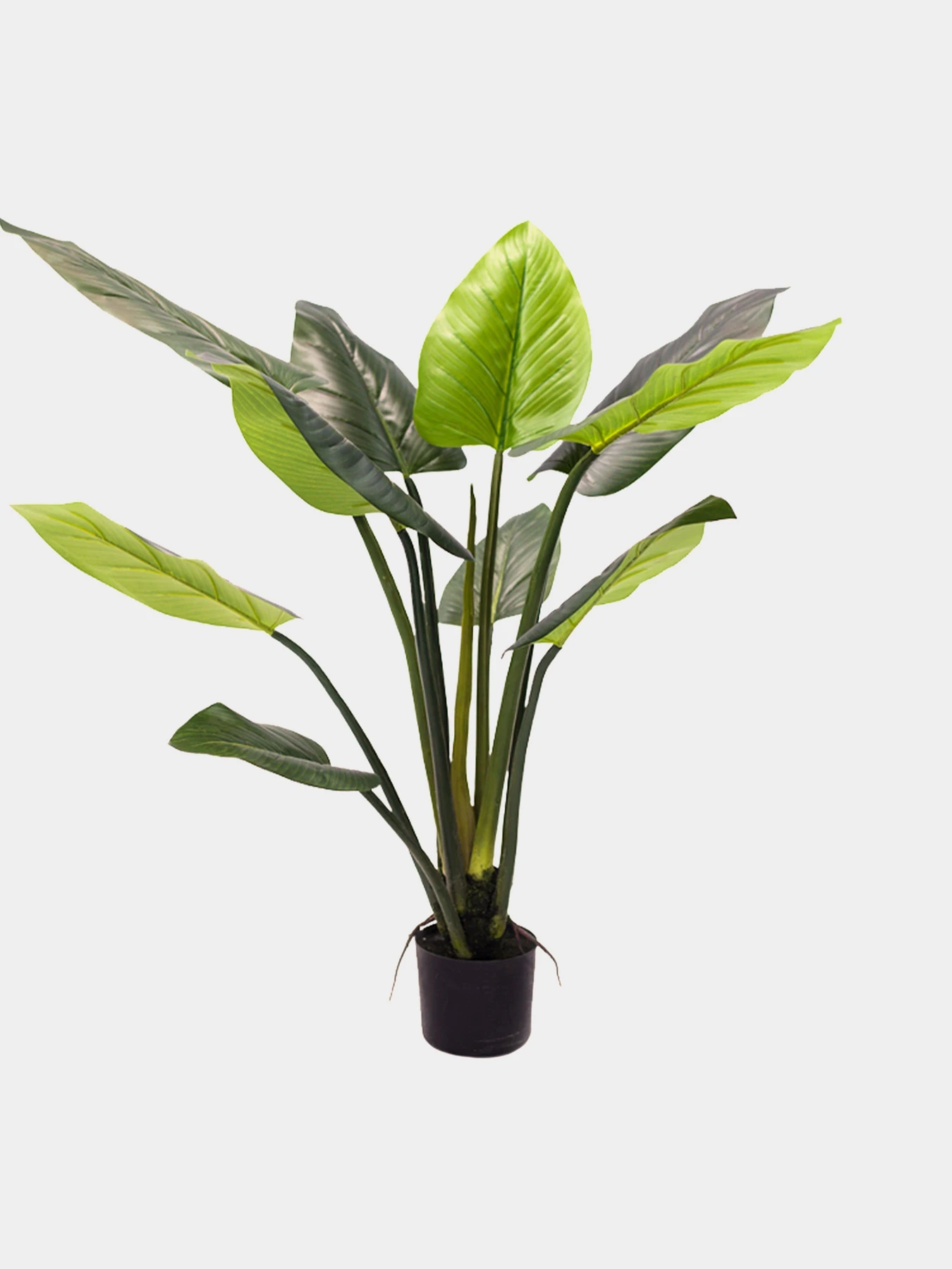 Искусственное растение "Philodendron" Engard модель TW-39 Искусственное растение "Philodendron" Engard модель TW-39 Фото