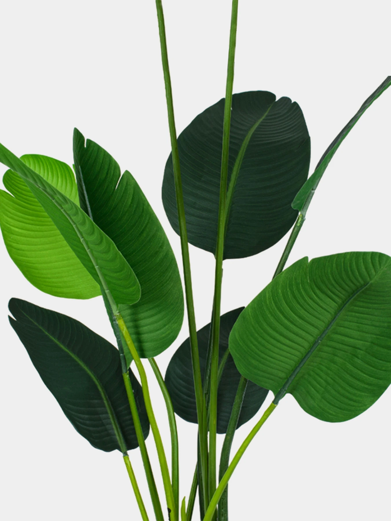 Штучна рослина "Banana Tree" Engard модель TW-09 Штучна рослина "Banana Tree" Engard модель TW-09 Фото