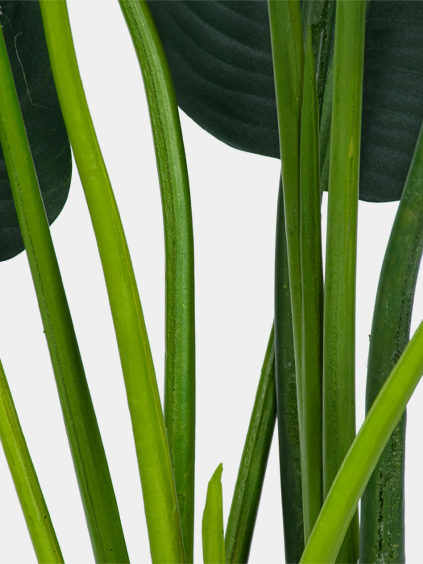 Штучна рослина "Banana Tree" Engard модель TW-09 Штучна рослина "Banana Tree" Engard модель TW-09 Фото