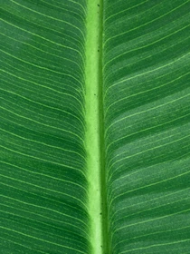 Штучна рослина "Banana Tree" Engard модель TW-09 Фото