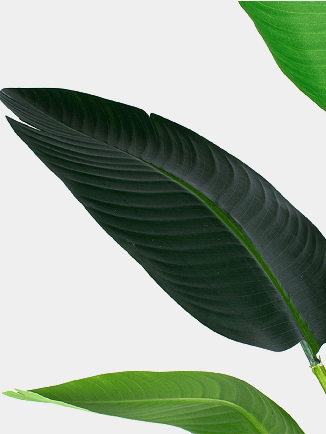 Искусственное растение "Banana Tree", 120 см Engard модель TW-24 Искусственное растение "Banana Tree", 120 см Engard модель TW-24 Фото