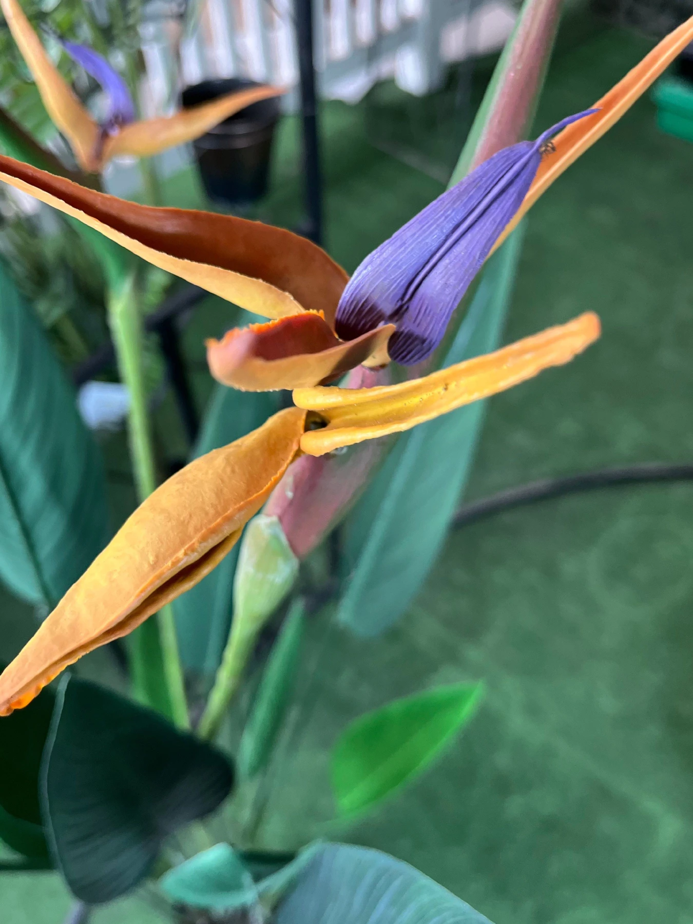 Искусственное растение "Strelitzia", 120 см Engard модель TW-25 Искусственное растение "Strelitzia", 120 см Engard модель TW-25 Фото