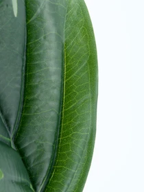 Искуственный лист "Monstera" Engard модель TW-48 Фото