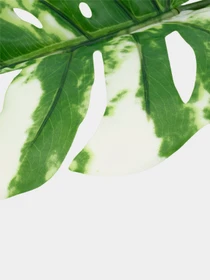 Искуственный лист "Monstera Alba" Engard модель TW-54 Фото