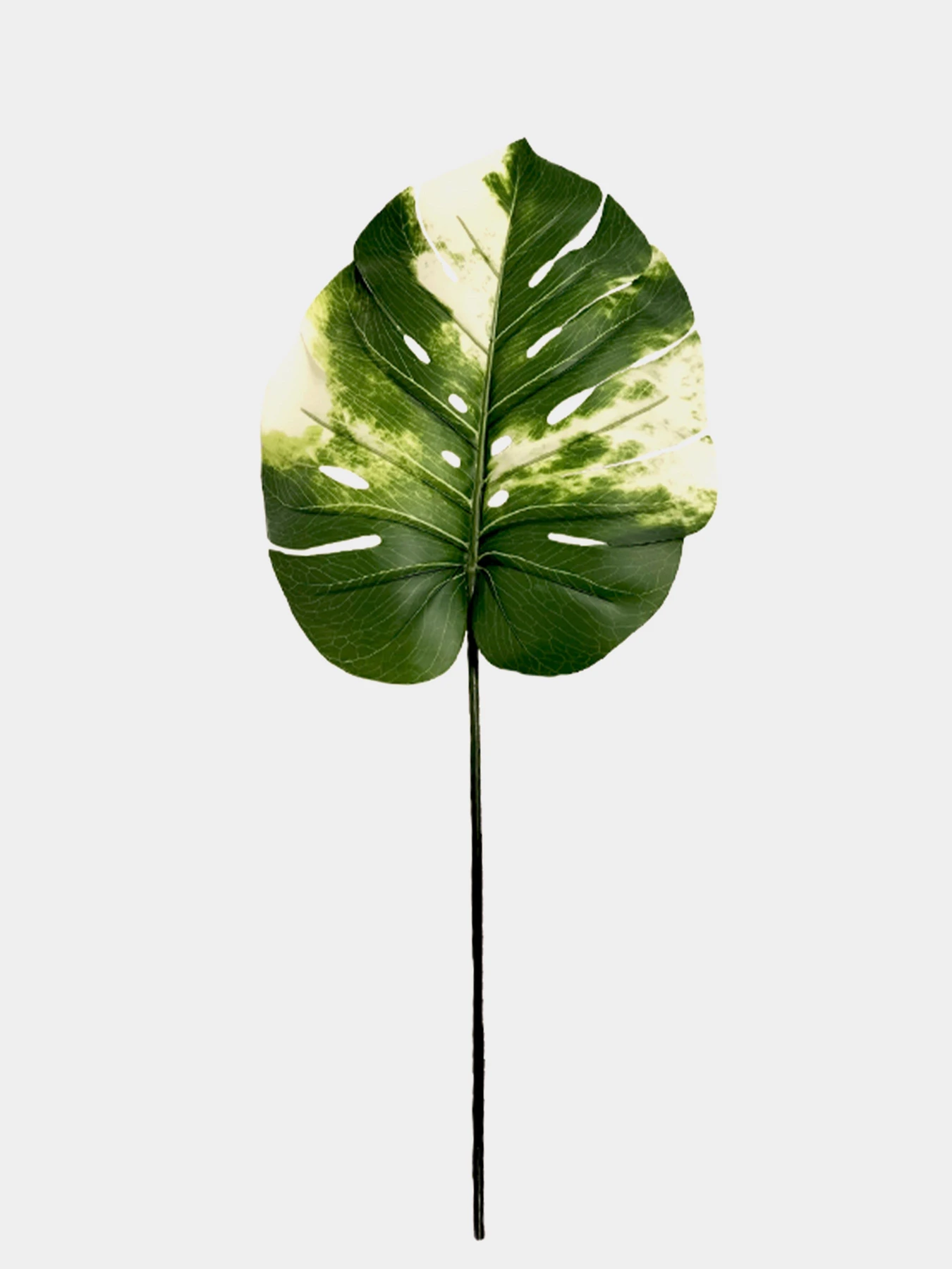 Искуственный лист "Monstera Alba", 78 см Engard модель TW-55 Искуственный лист "Monstera Alba", 78 см Engard модель TW-55 Фото