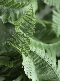 Искусственная ветка "Persian fern" Engard модель AV-01 Фото