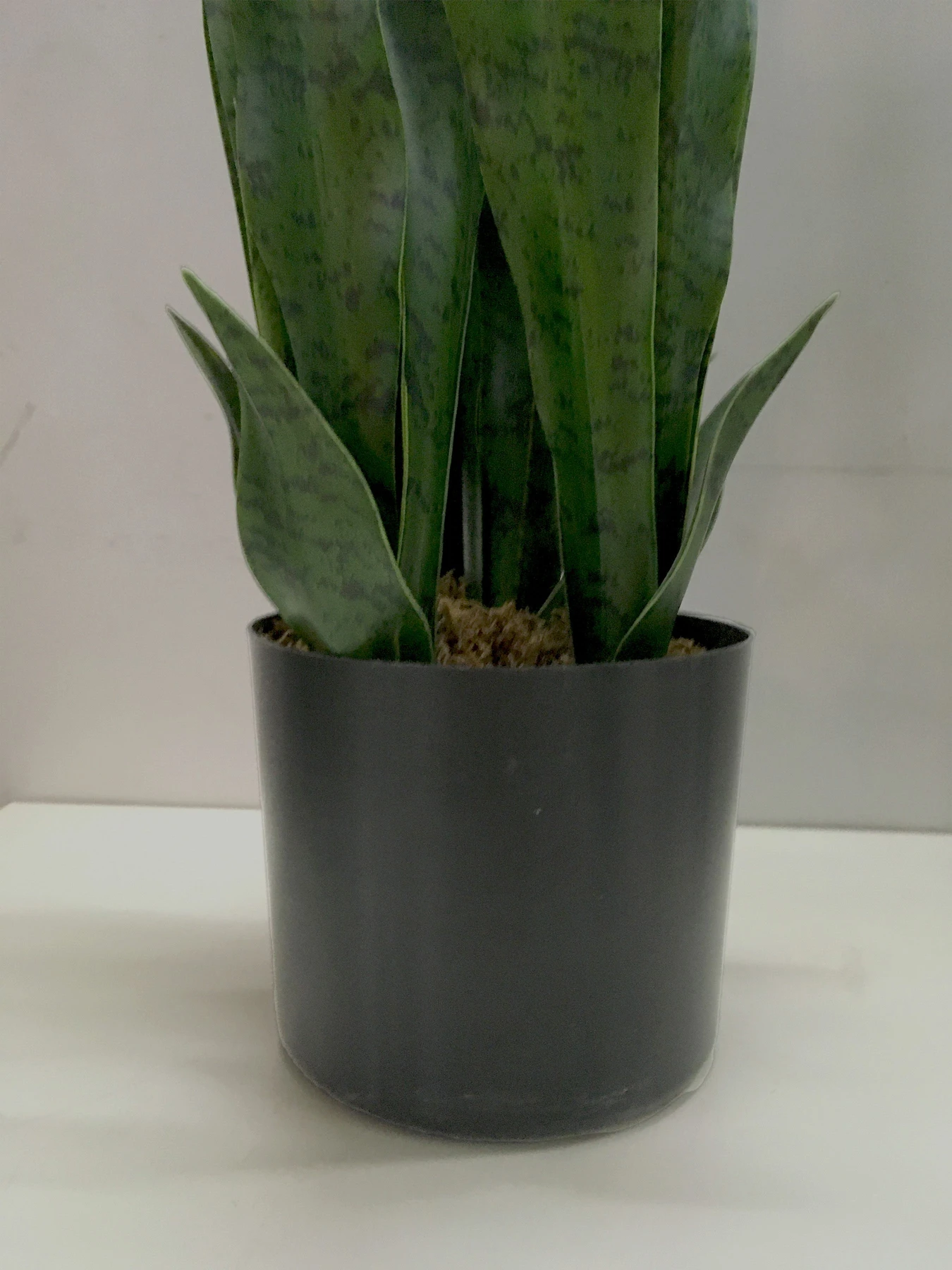 Штучна рослина "Sansevieria" Engard модель DW-10 Штучна рослина "Sansevieria" Engard модель DW-10 Фото