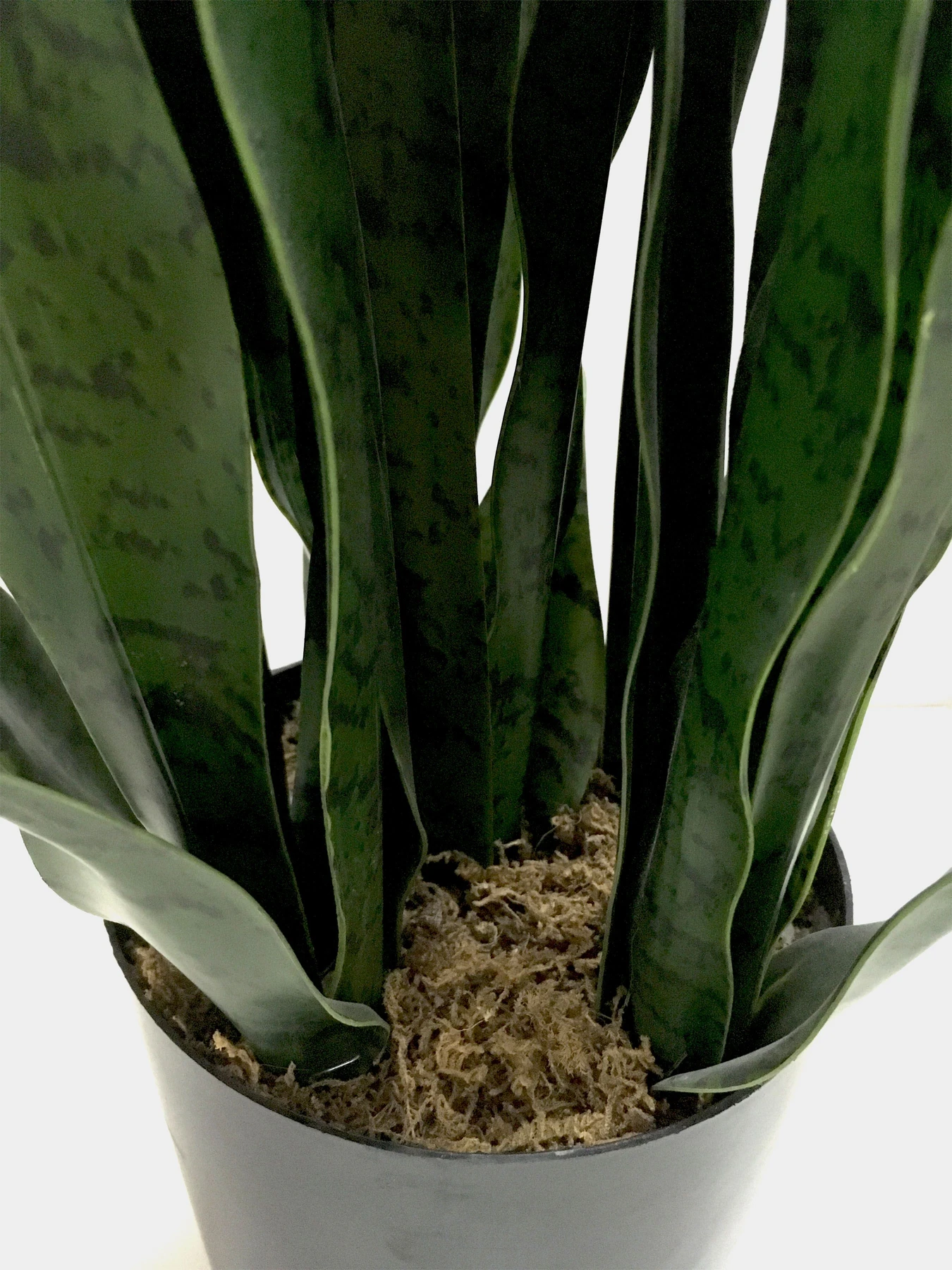 Штучна рослина "Sansevieria" Engard модель DW-10 Штучна рослина "Sansevieria" Engard модель DW-10 Фото