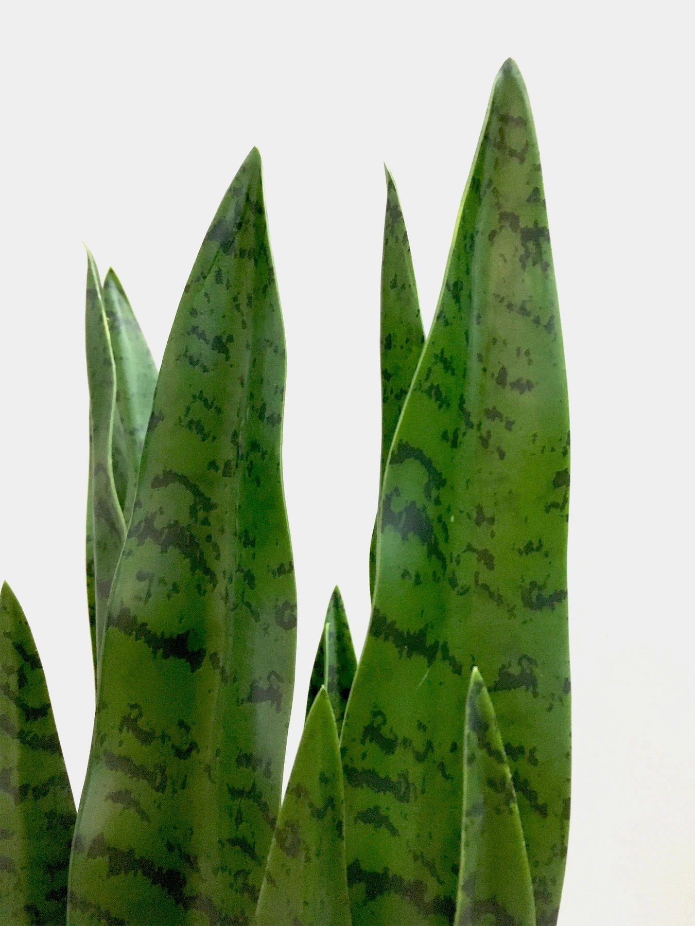 Штучна рослина "Sansevieria" Engard модель DW-10 Штучна рослина "Sansevieria" Engard модель DW-10 Фото