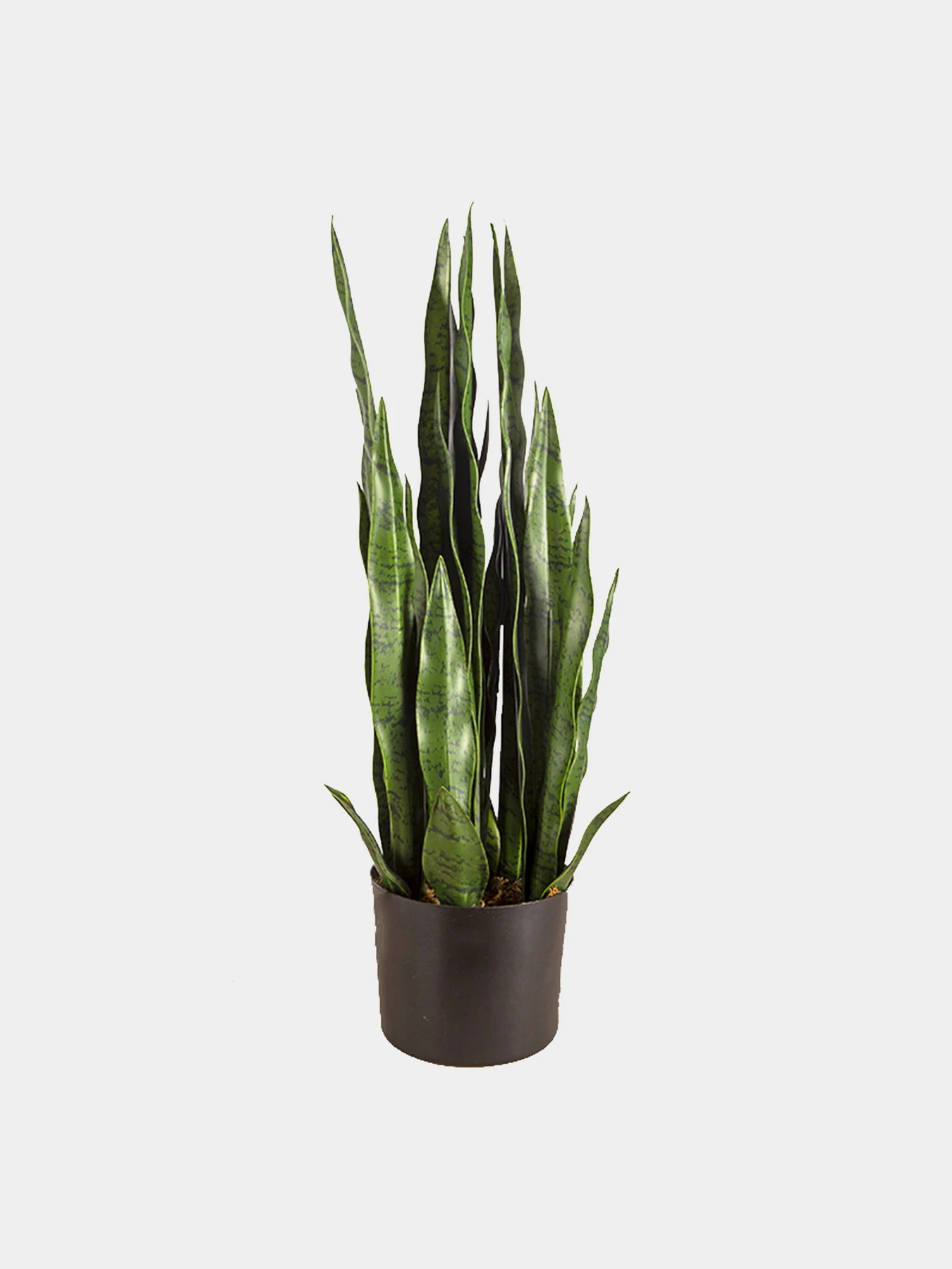 Штучна рослина "Sansevieria" Engard модель DW-10 Штучна рослина "Sansevieria" Engard модель DW-10 Фото