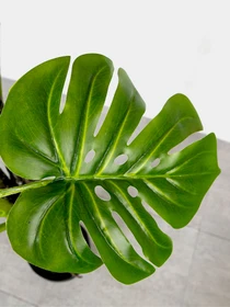 Штучна рослина "Monstera" Engard модель DW-22 Фото