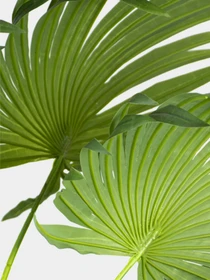 Штучна рослина "Cycas Palm" Engard модель DW-23 Фото