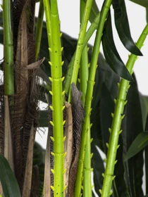 Штучна рослина "Cycas Palm" Engard модель DW-23 Фото
