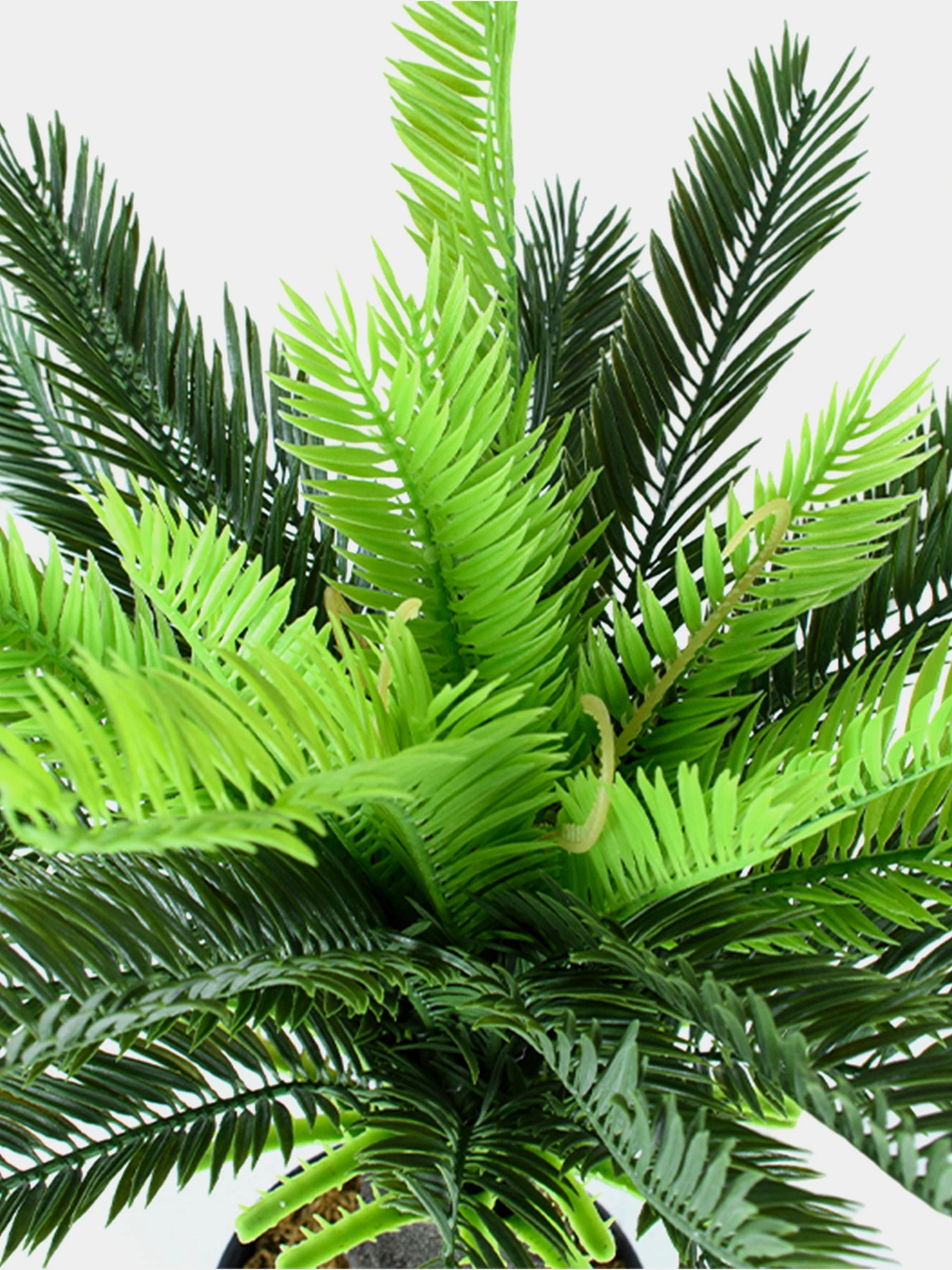 Штучна рослина "Cycas Palm" Engard модель DW-24 Штучна рослина "Cycas Palm" Engard модель DW-24 Фото