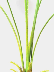 Искусственное растение "Fan Palm" Engard модель DW-26 Фото