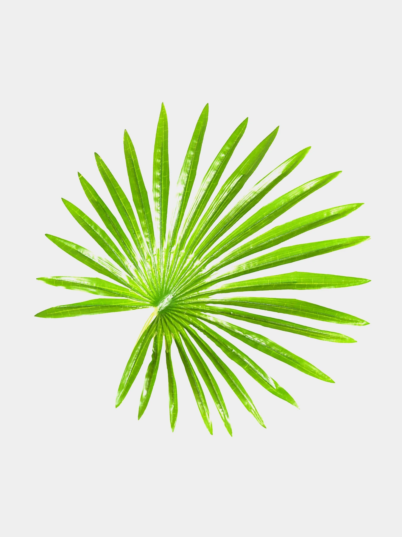 Штучна рослина "Fan Palm" Engard модель DW-27 Штучна рослина "Fan Palm" Engard модель DW-27 Фото