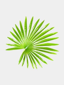 Штучна рослина "Fan Palm" Engard модель DW-27 Фото