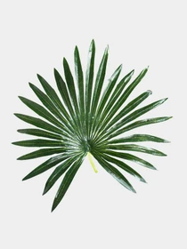 Штучна рослина "Fan Palm" Engard модель DW-27 Фото