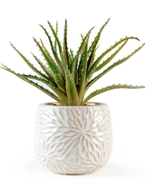 Искусственное растение в горшке MBM HOME модель DH-FLOWERS-13 GREEN/BEIGE Фото