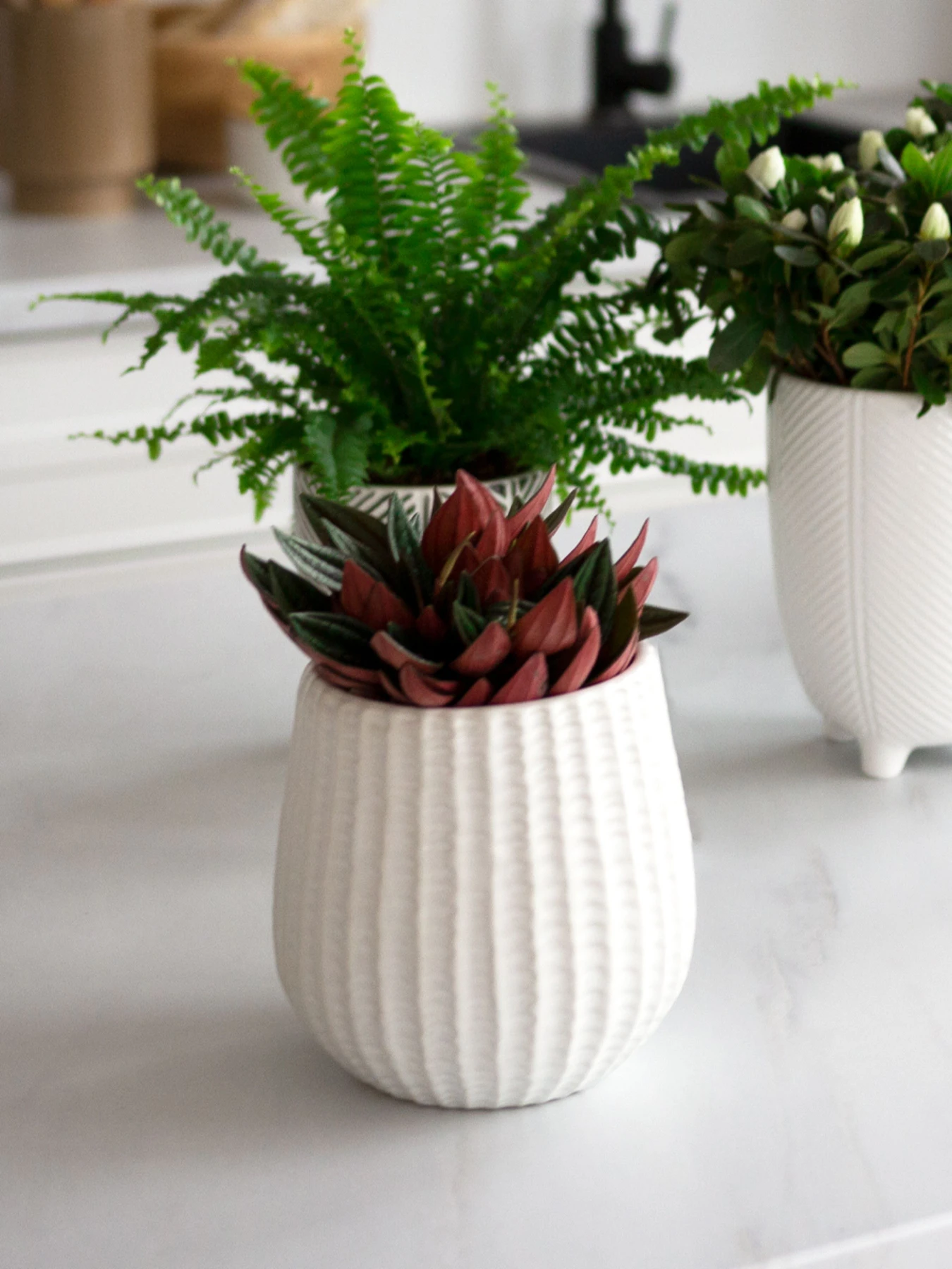 Горшок-кашпо для растений белый MBM HOME модель DH-FLOWERS-25 M WHITE Горшок-кашпо для растений белый MBM HOME модель DH-FLOWERS-25 M WHITE Фото