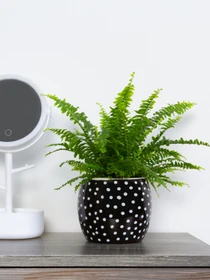 Горщик-кашпо для рослин чорний MBM HOME модель DH-FLOWERS-27 BLACK Фото