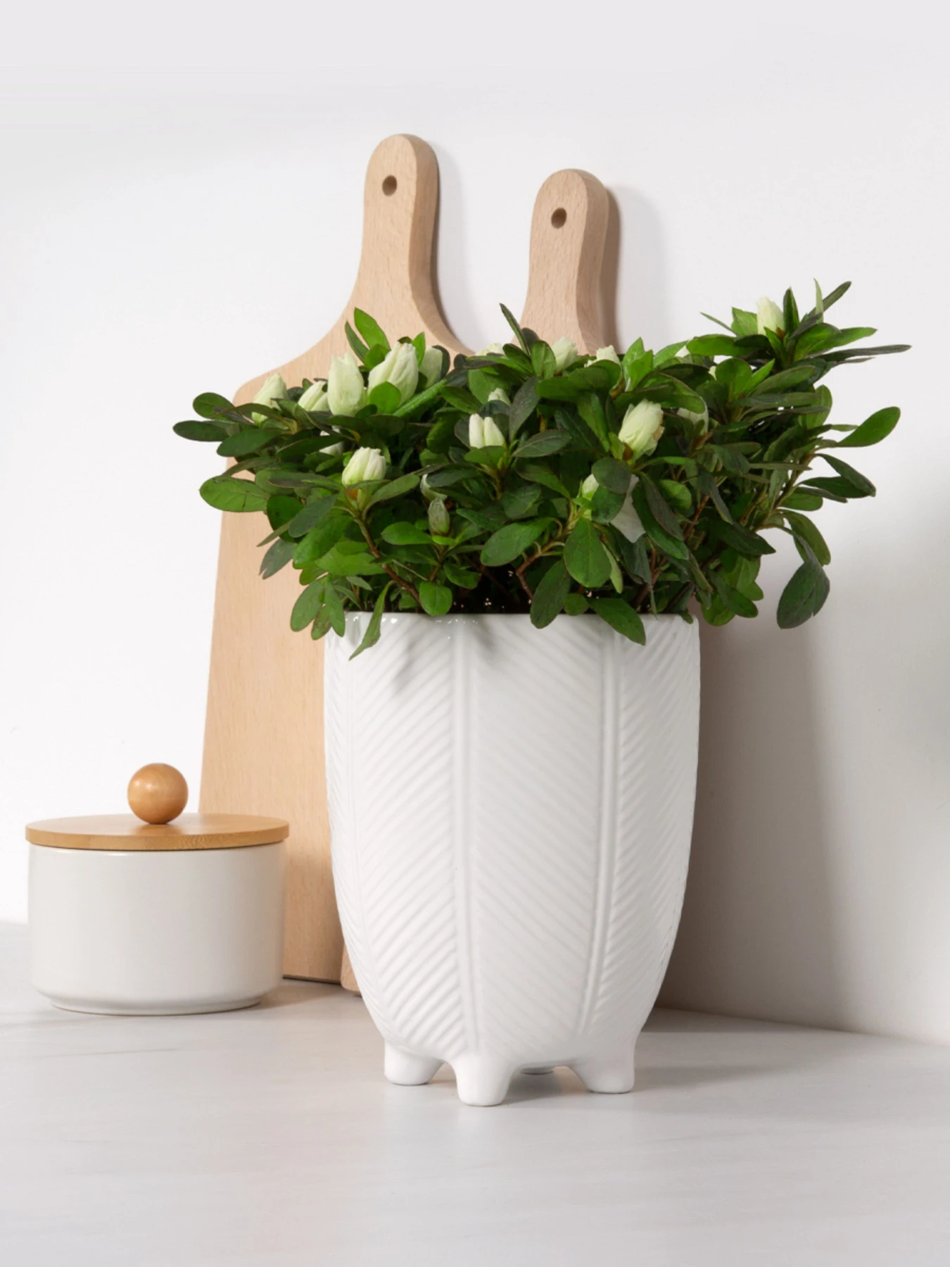 Горшок-кашпо для растений белый MBM HOME модель DH-FLOWERS-28 M WHITE Горшок-кашпо для растений белый MBM HOME модель DH-FLOWERS-28 M WHITE Фото