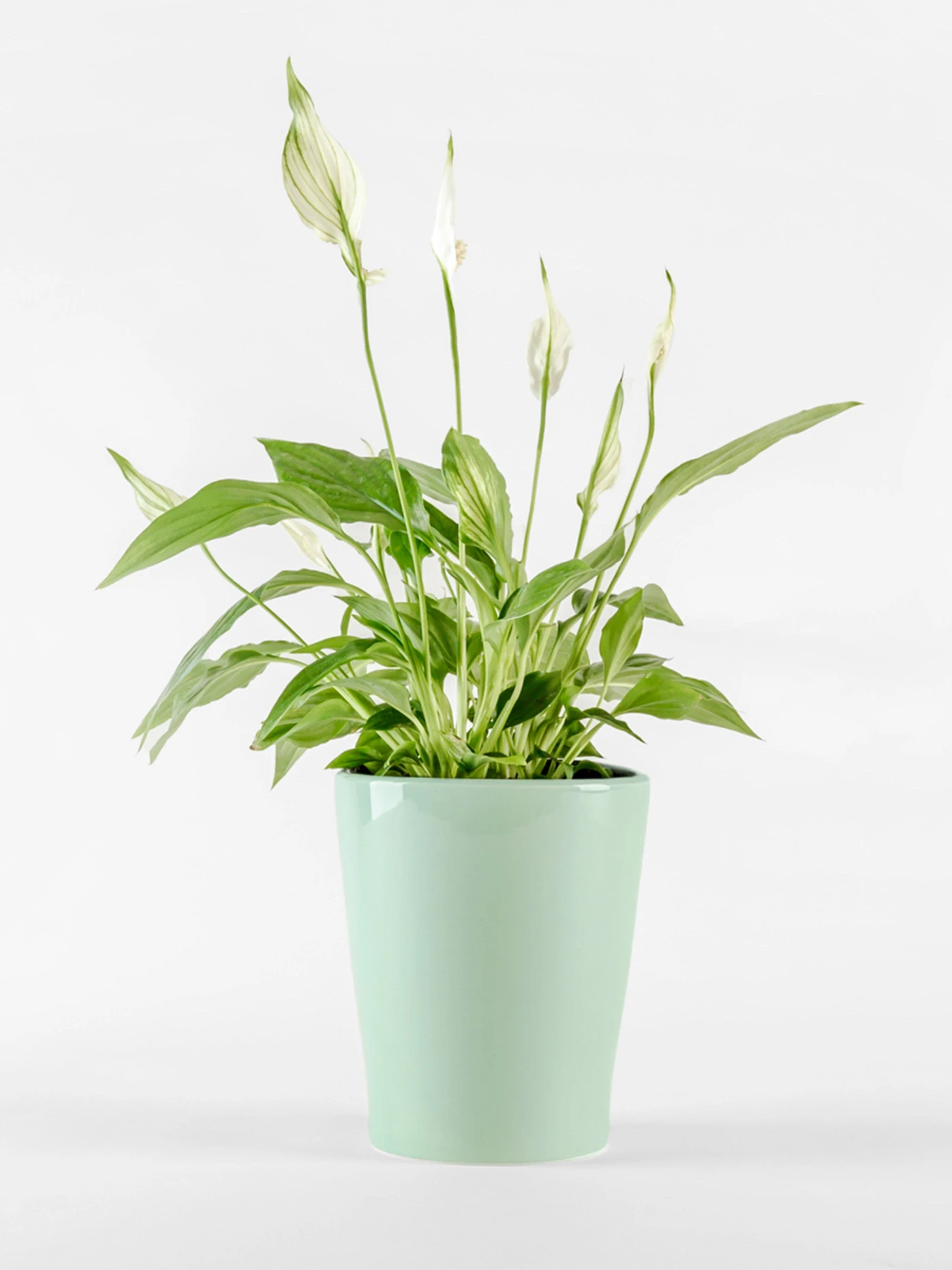 Горшок-кашпо для растений зеленый MBM HOME модель DH-FLOWERS-29 GREEN Горшок-кашпо для растений зеленый MBM HOME модель DH-FLOWERS-29 GREEN Фото