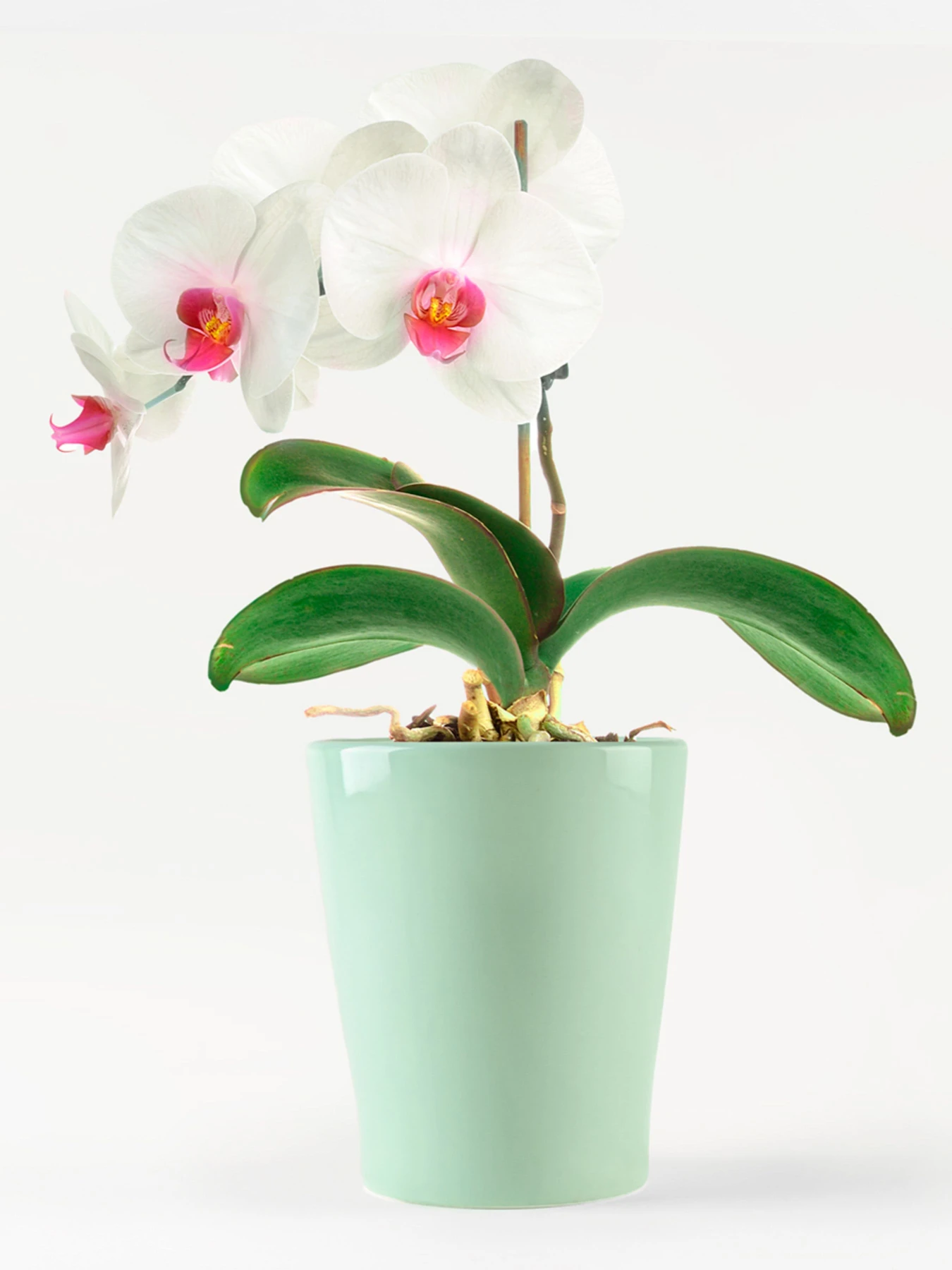 Горшок-кашпо для растений зеленый MBM HOME модель DH-FLOWERS-29 GREEN Горшок-кашпо для растений зеленый MBM HOME модель DH-FLOWERS-29 GREEN Фото