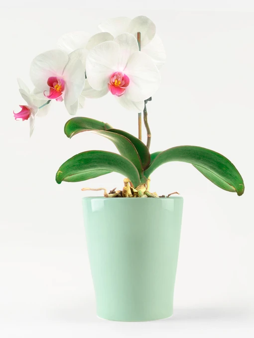 Горщик-кашпо для рослин зелений MBM HOME модель DH-FLOWERS-29 GREEN Фото