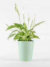 Горшок-кашпо для растений зеленый MBM HOME модель DH-FLOWERS-29 GREEN Фото