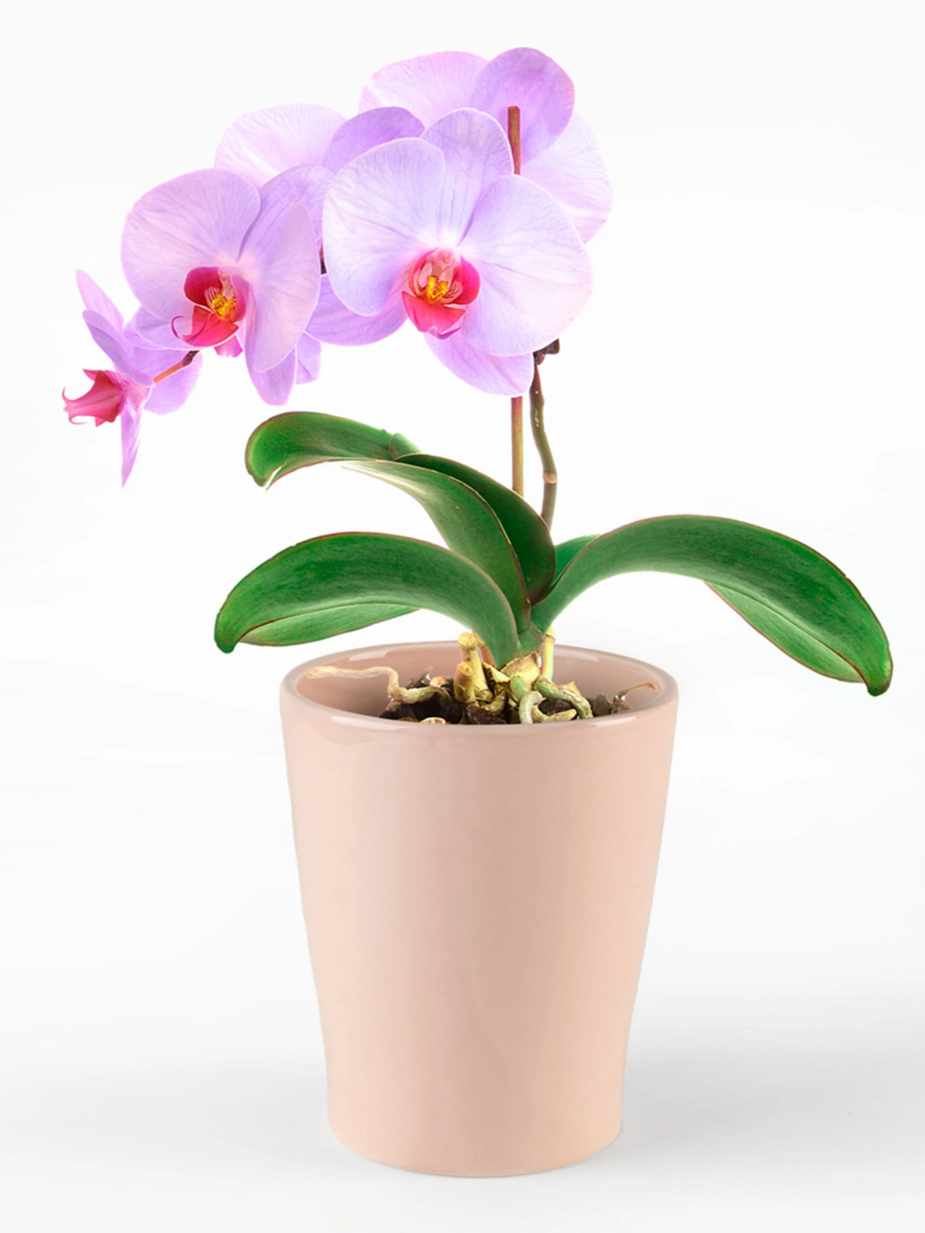 Горшок-кашпо для растений розовый MBM HOME модель DH-FLOWERS-29 PINK Горшок-кашпо для растений розовый MBM HOME модель DH-FLOWERS-29 PINK Фото