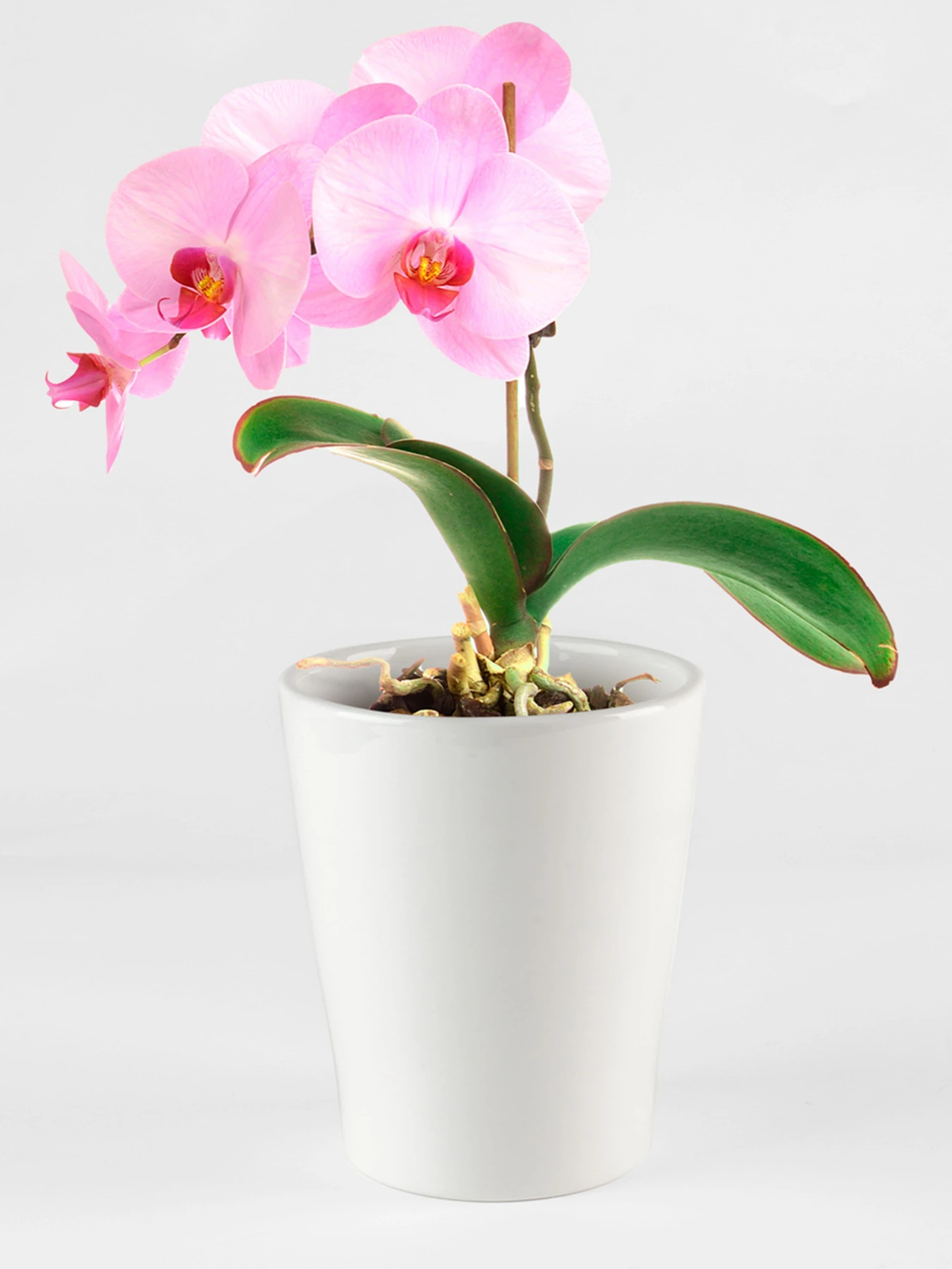 Горшок-кашпо для растений белый MBM HOME модель DH-FLOWERS-29 WHITE Горшок-кашпо для растений белый MBM HOME модель DH-FLOWERS-29 WHITE Фото