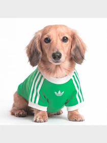 Аксесуари для домашніх улюбленців Adidas модель KY8730 Фото